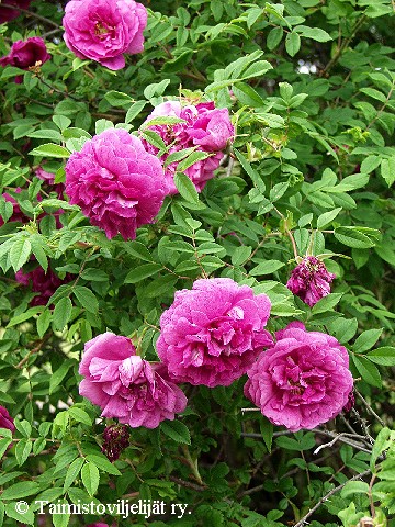 Rosa Rugosa-Ryhm 'Pohjolan Kuningatar'